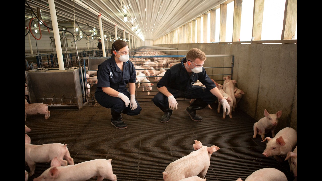 Image: veterinarians caring for young pigs.