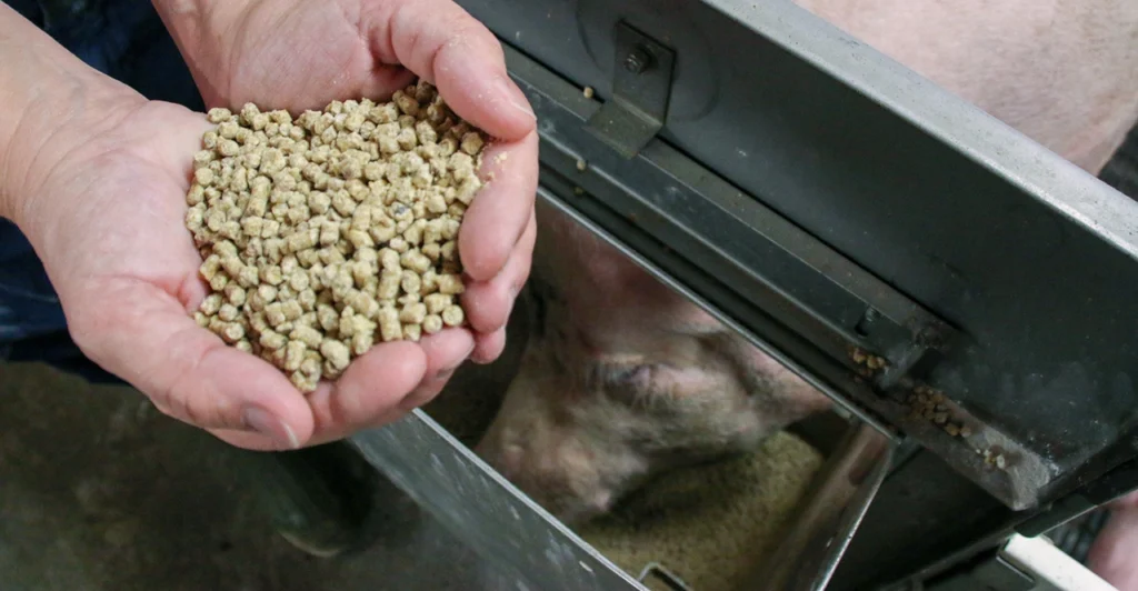 Image: pelleted feed in hands of person.
