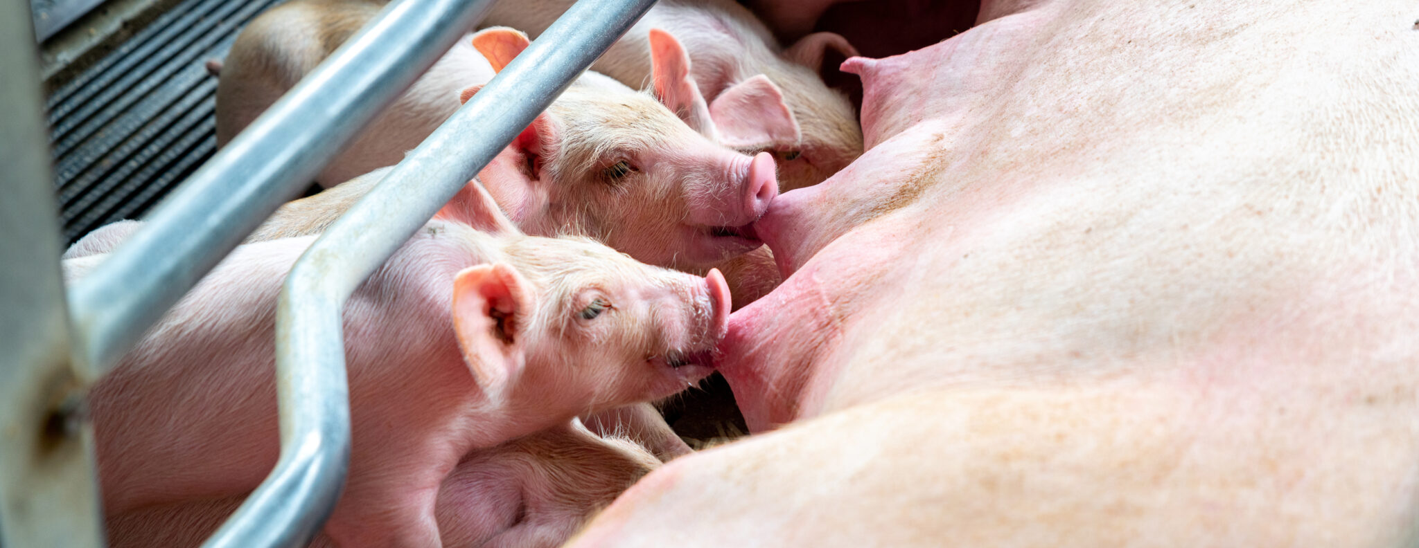 Image: piglets suckling on a sow in a farrowing crate.