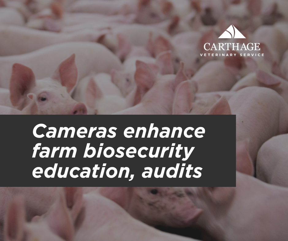 Image: a sea of pigs.