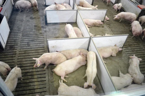Image: pigs laying in pens.