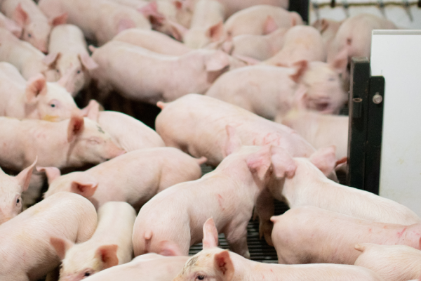 Image: Weaned pigs in pen before being taken to a wean-to-finish barn.