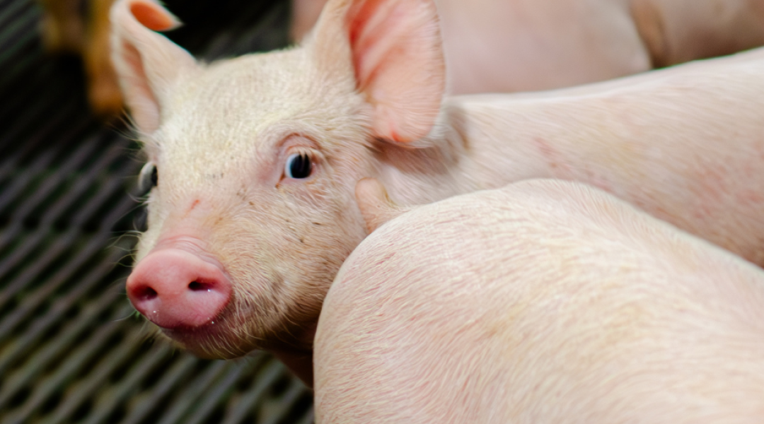 Image: Pig peaking around other pig.