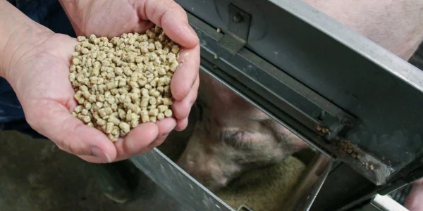 Image: pelleted feed in hands of person.
